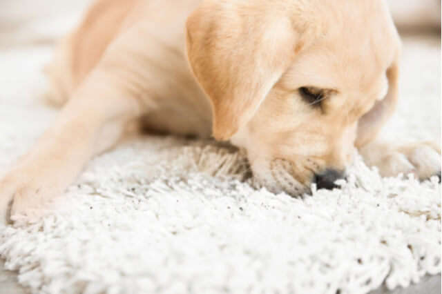 These odors are hard to expel. Learn here the importance of hiring a professional pet odor removal company.
