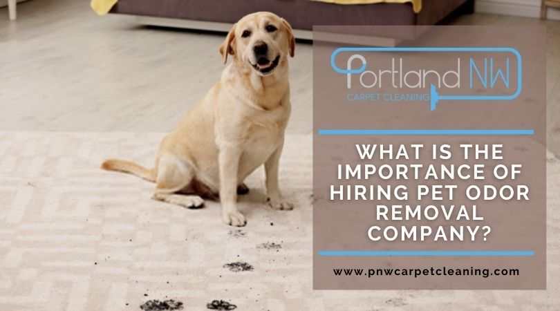 What Is The Importance Of Hiring Pet Odor Removal Company?