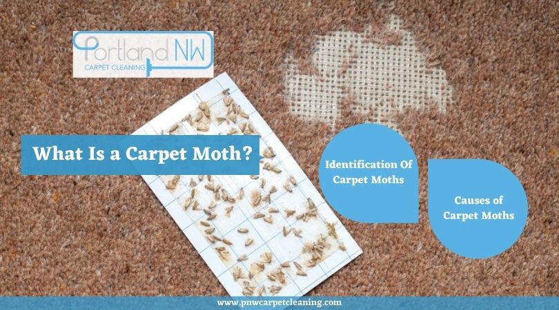 What Is a Carpet Moth?