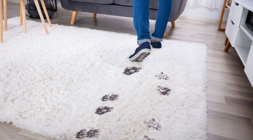 Residential and Commercial Carpet Cleaning Service