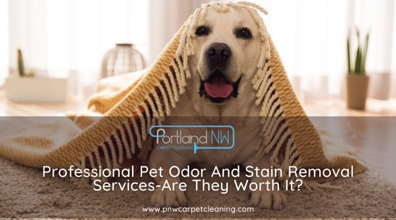 Professional Pet Odor And Stain Removal Services-Are They Worth It?