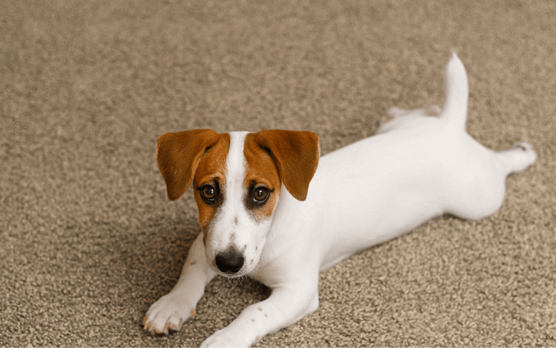 How to Remove Dog Smell From Carpet?